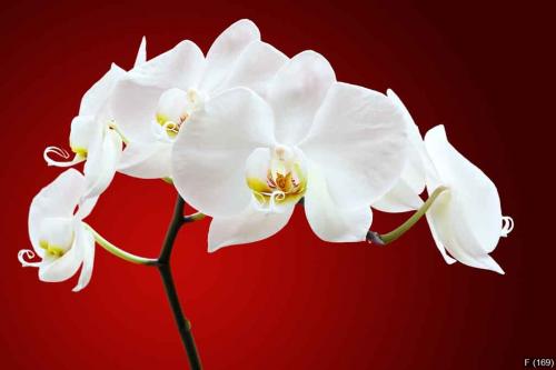 Orchid against red