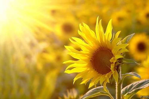 Sunflower on a meadow in the light of the setting sun