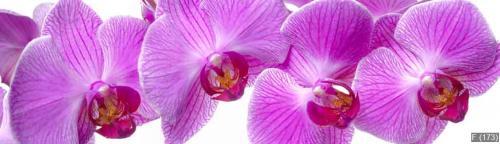 panorama of orchid flower