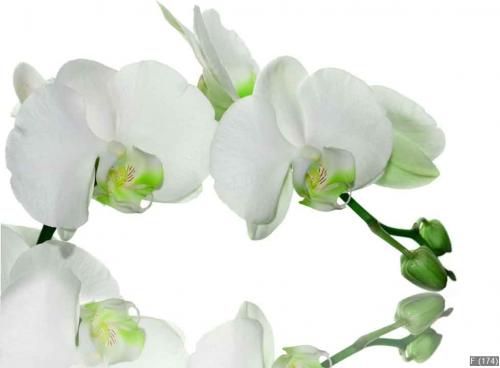 Green orchid