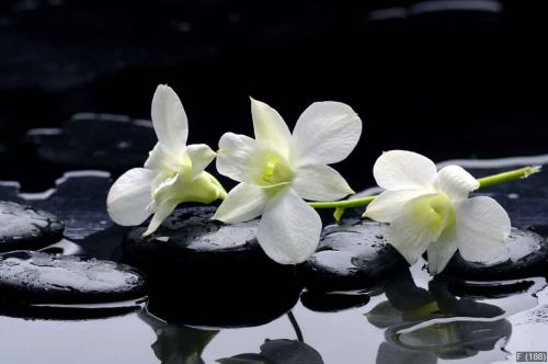 Beauty row of orchid and stone with reflection