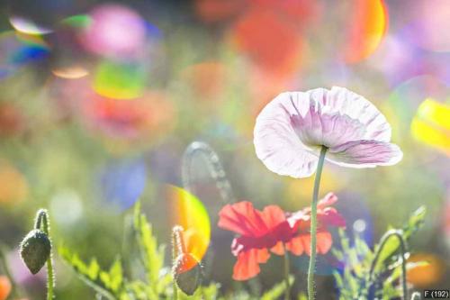 summer meadow with red poppies