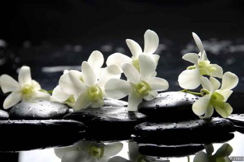 Zen stones and pink orchids with reflection