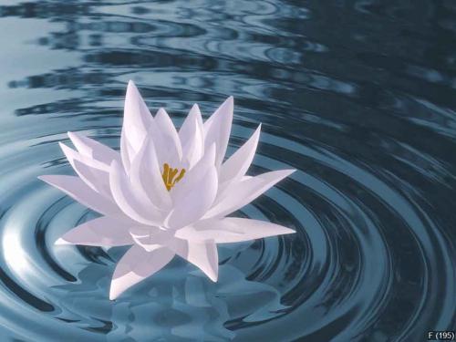 Floating waterlily
