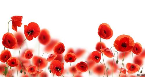 Poppy flowers isolated on white background