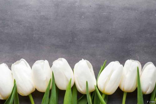 More white tulip on the grey background.