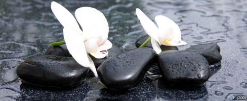 White orchid and black stones close up.