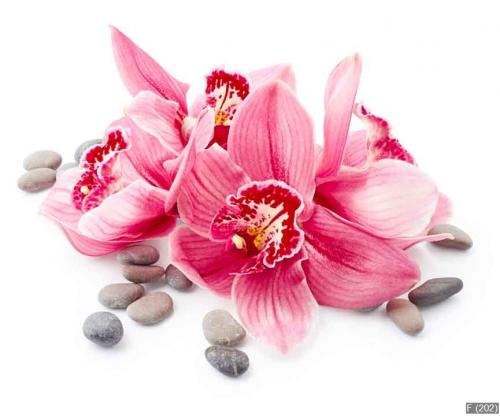 Orchid flowers and stones