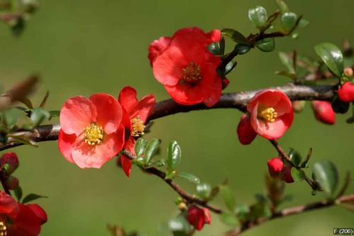 cognassier du Japon,chaenomeles japonica