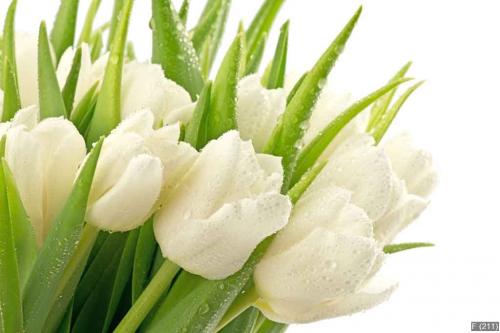 Tulipany