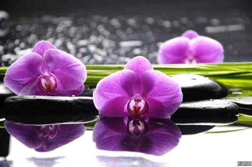 Spa still life with set of pink orchid and stones reflection