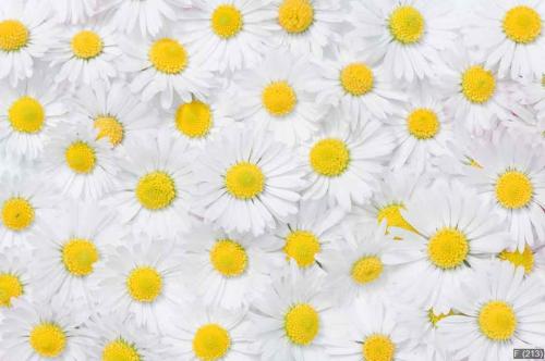 daisy flowers texture