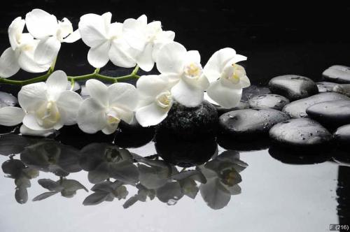 Close up white orchid with stone water drops
