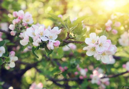 apple-tree