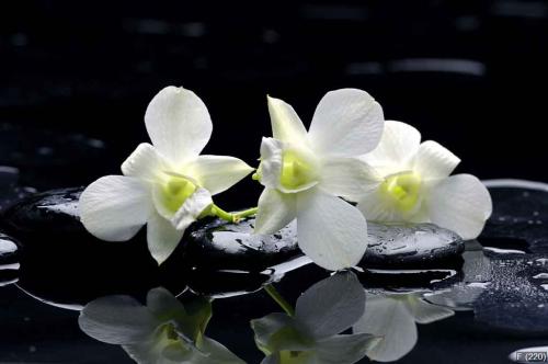 Purple orchid and black stones with reflection