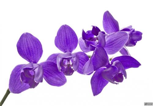 three petals isolated purple orchids