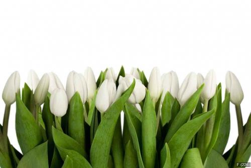 line of white tulips