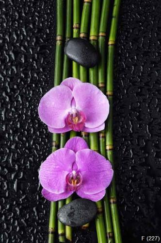 two orchid and bamboo grove,black stone on wet black background