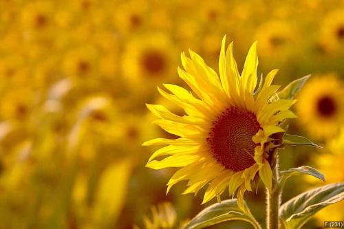 Sunflower in the field backlit by the light of the setting sun