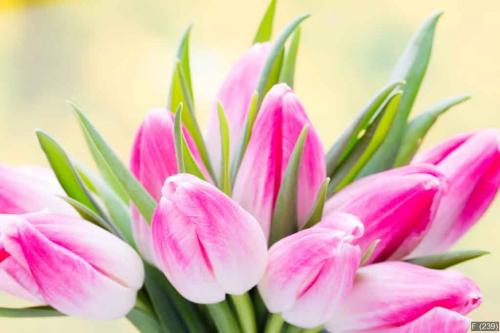 Spring flowers. Tulip bouquet on the bokeh background.