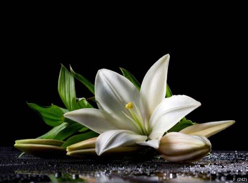 white freshness lily
