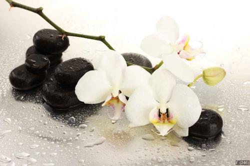 Spa stones and orchid flowers, isolated on white.