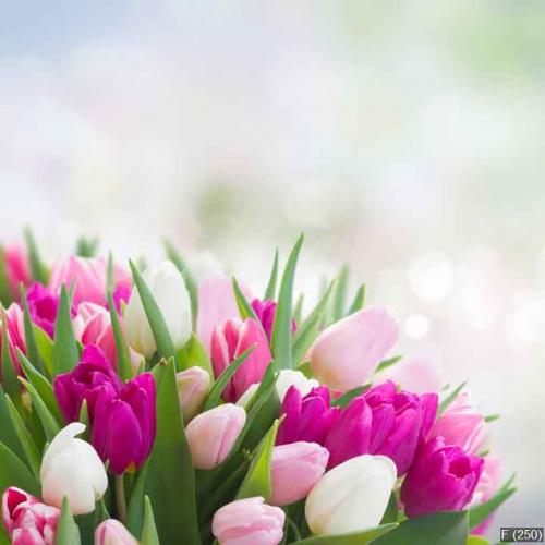 bouquet of  pink, purple and white  tulips