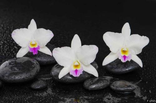 Set of three white orchid on wet stones wet background