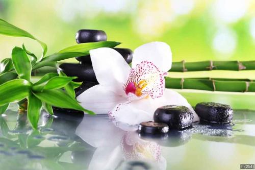 Spa stones, bamboo branches and white orchid