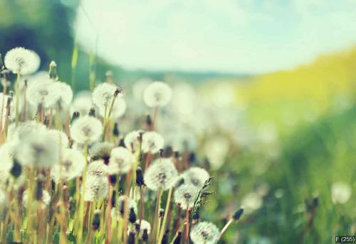 Photo presenting field of dandelions