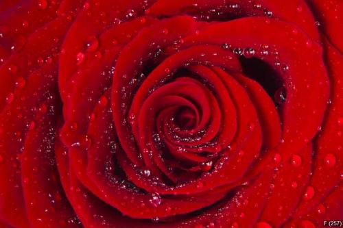 Red rose with water drops