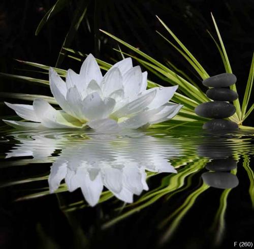 parfum de zen