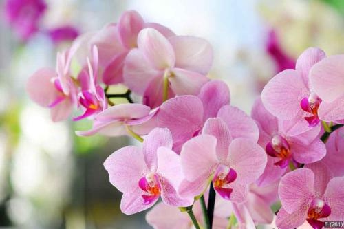 pink orchid