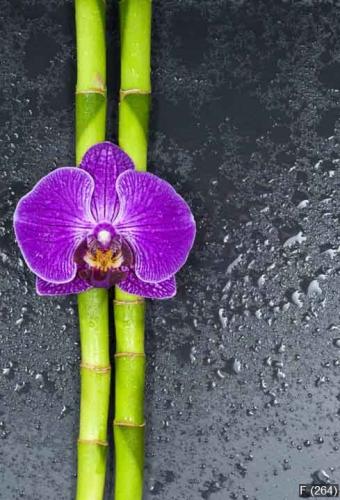 Orchidee mit Bambus auf Schieferplatte