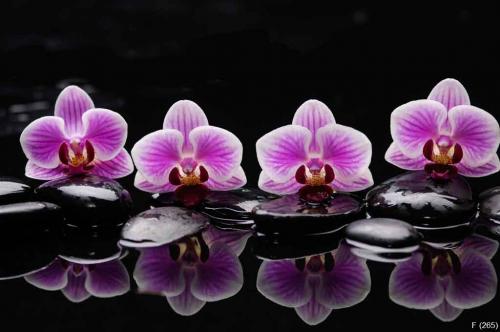 still life with black stones and gorgeous orchid