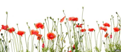 beautiful red poppies