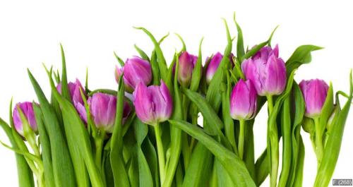 purple tulips border