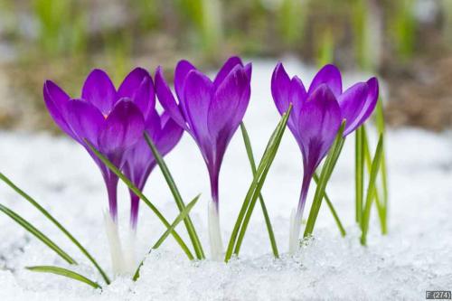 Beautiful violet crocuses