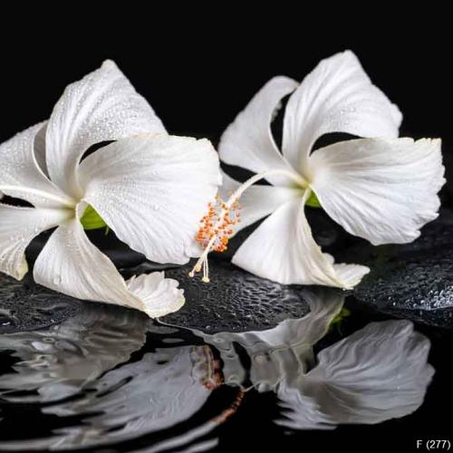 Beautiful spa concept of two delicate white hibiscus, zen stones