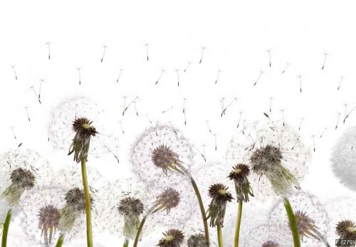 field with white dandelions