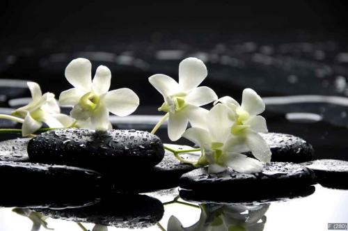 Zen stones and white orchids with reflection