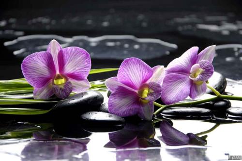 Pink orchid with bamboo leaf and stones with reflection