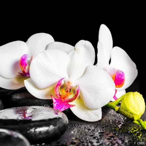 beautiful spa concept of blooming white and red orchid flower, p