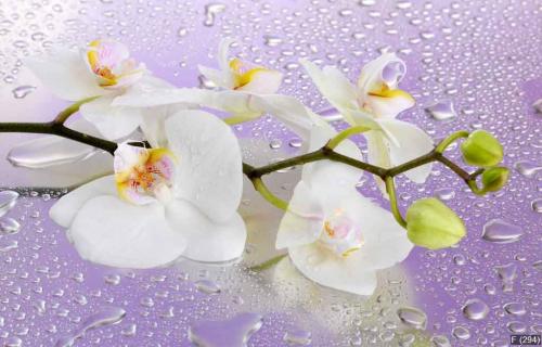 white beautiful orchid with drops on purple background