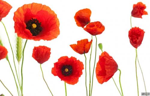 red poppies over white background - floral design element