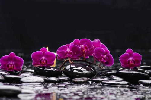 Branch red orchid with candle on therapy stones