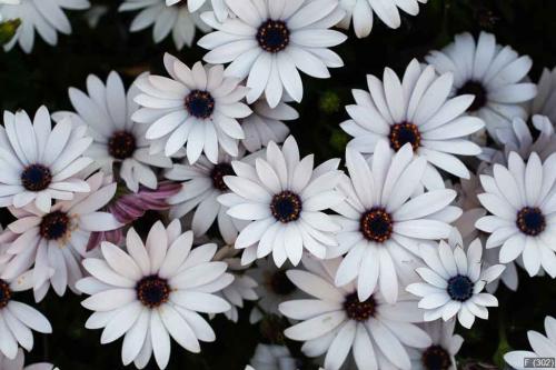 White daisy flowers.White daisies.