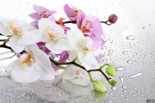 pink and white beautiful orchids with drops