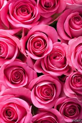 beautiful pink rose flowers background