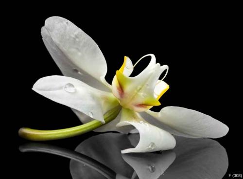White orchid blossom
